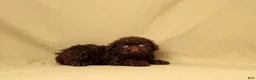 Toy Poodle dogs for sale: Rudoplh - Ad 4