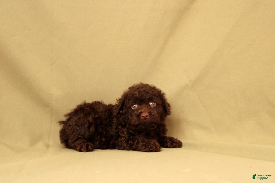Toy Poodle dogs for sale: Rudoplh - Ad 4