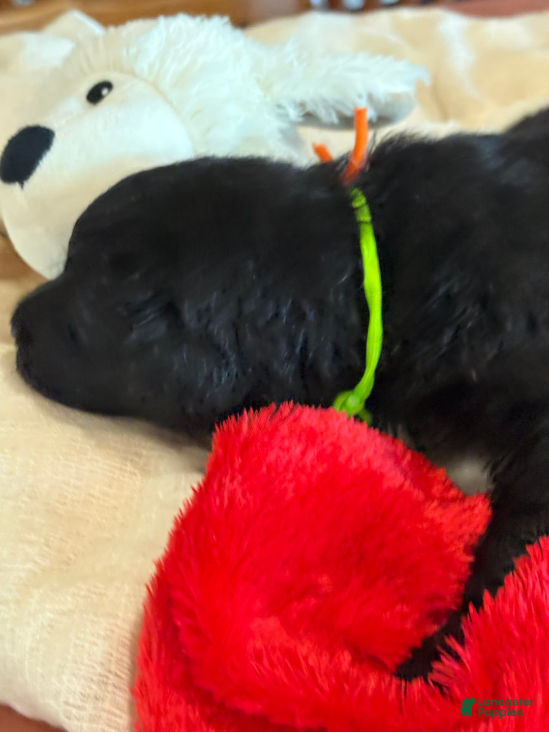 Mixed Breed dogs for sale: female # 3 English Shepherd Doodle - Ad 9