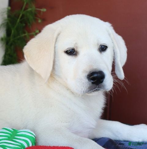Labrador Retriever dogs Hudson - champion lines - Ad 1