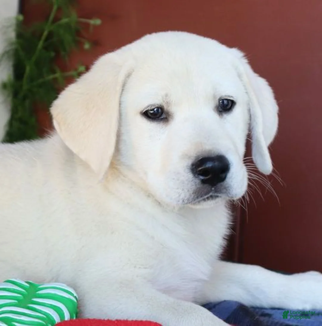 Labrador Retriever dogs for sale: Hudson - champion lines - Ad 1