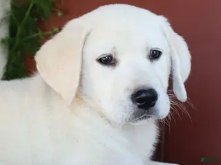 Labrador Retriever dogs for sale: Hudson - champion lines - Ad 1