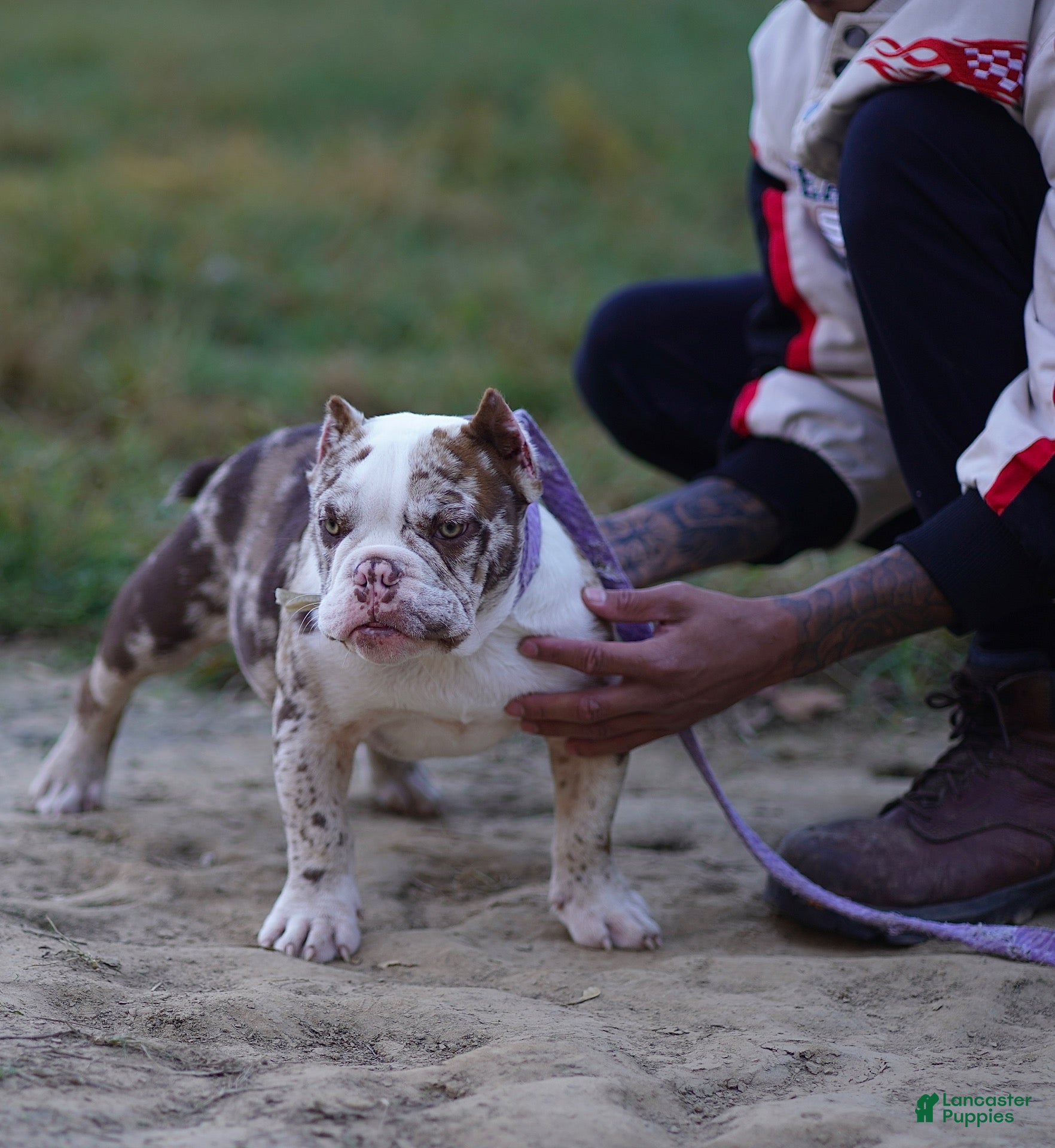 American Bully dogs for sale: American Bully 1 - Ad 40
