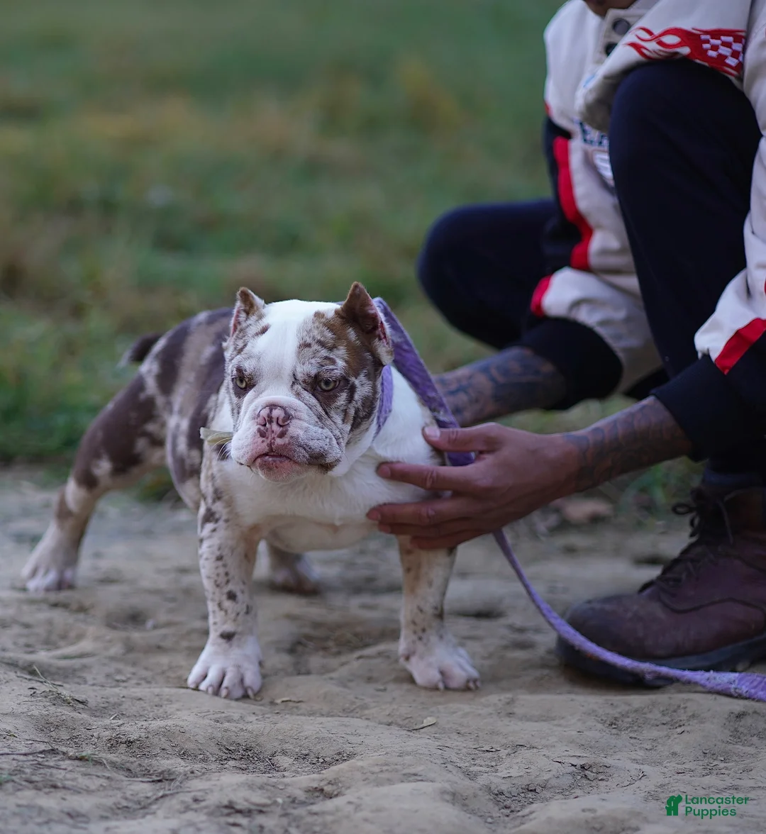 American Bully dogs for sale: American Bully 1 - Ad 1