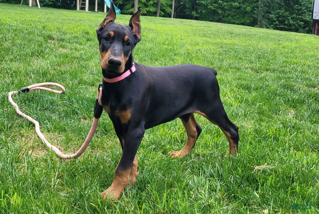 Doberman Pinscher dogs for sale:  Sofia - Ad 1