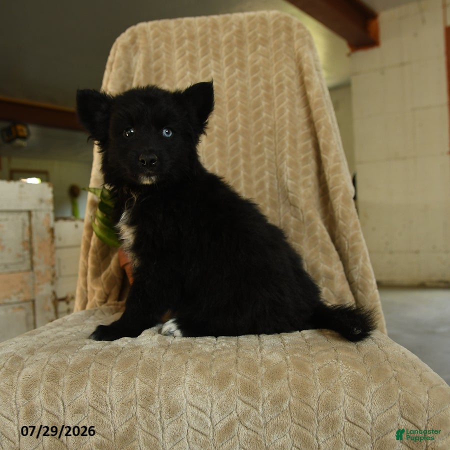 Pomsky dogs Zander - Ad 1