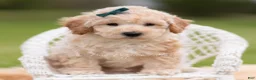 Mini Goldendoodle dogs for sale: Nugget - Ad 2