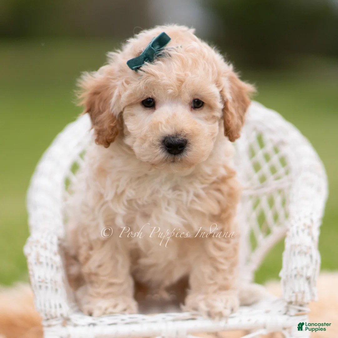 Mini Goldendoodle dogs for sale: Nugget - Ad 2