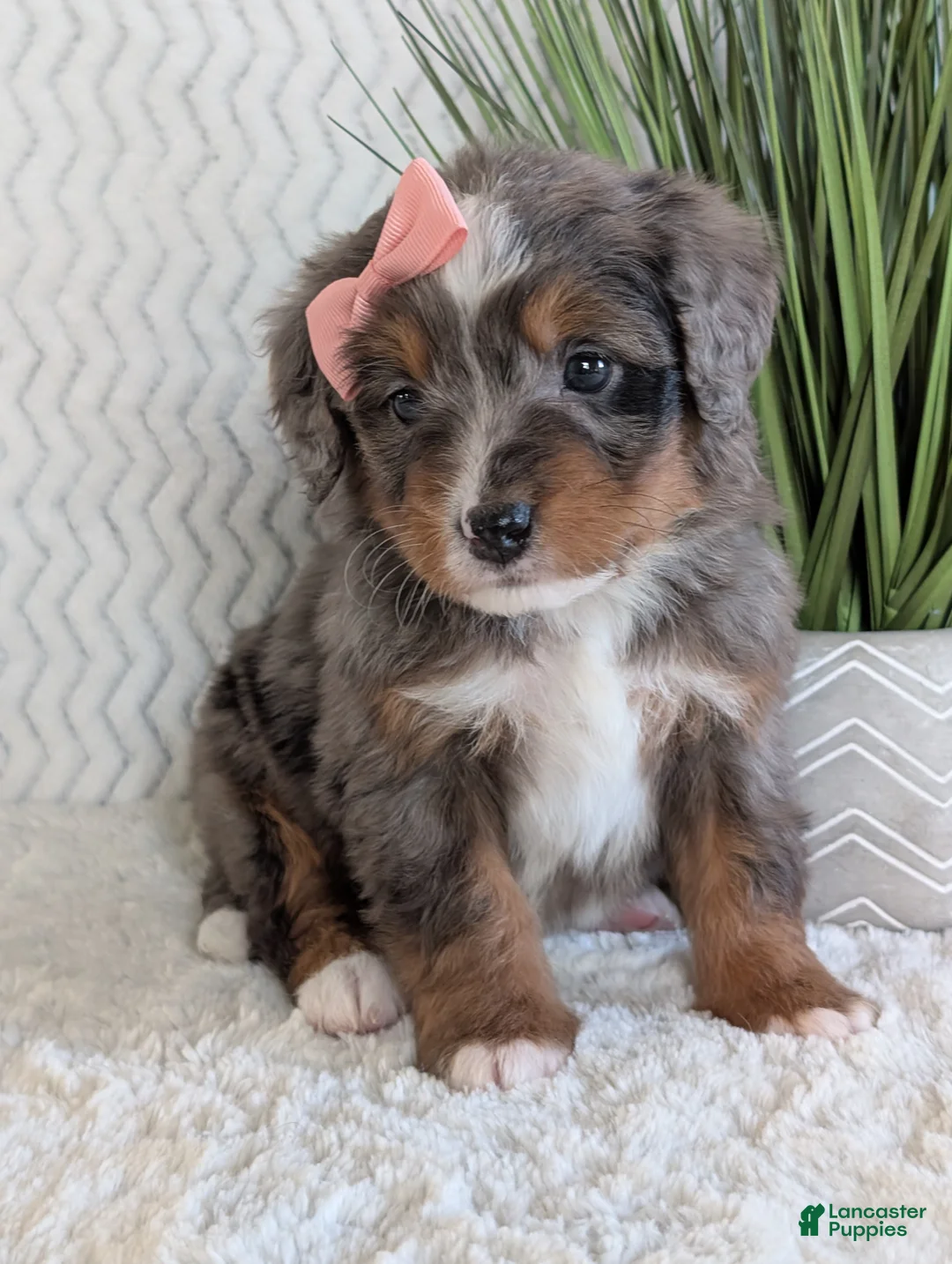 Mini Bernedoodle dogs for sale: Mini Pearl  - Ad 4