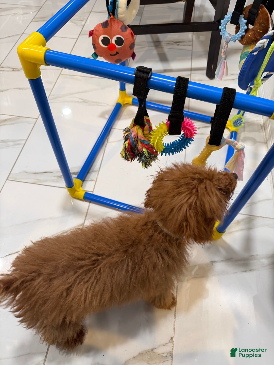 Toy Poodle dogs for sale: Toy Poodle Puppy 1 - Ad 3