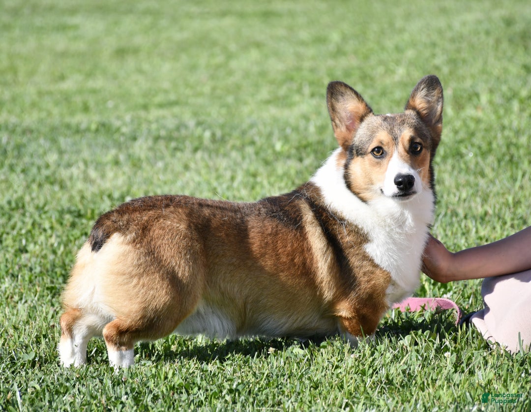 Welsh Corgi Pembroke dogs for sale: Sophie OFA Parents - Ad 7
