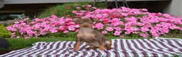 Miniature Pinscher dogs for sale: Evan - Ad 3