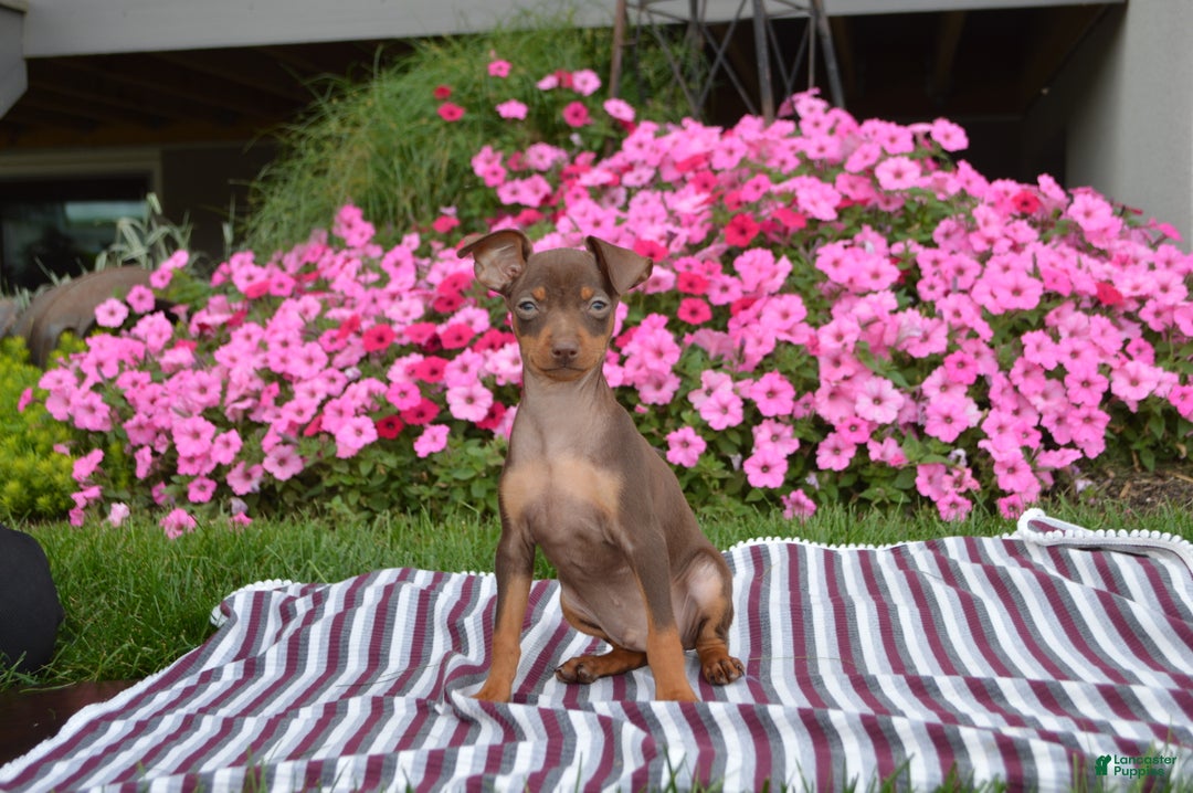 Miniature Pinscher dogs for sale: Evan - Ad 3
