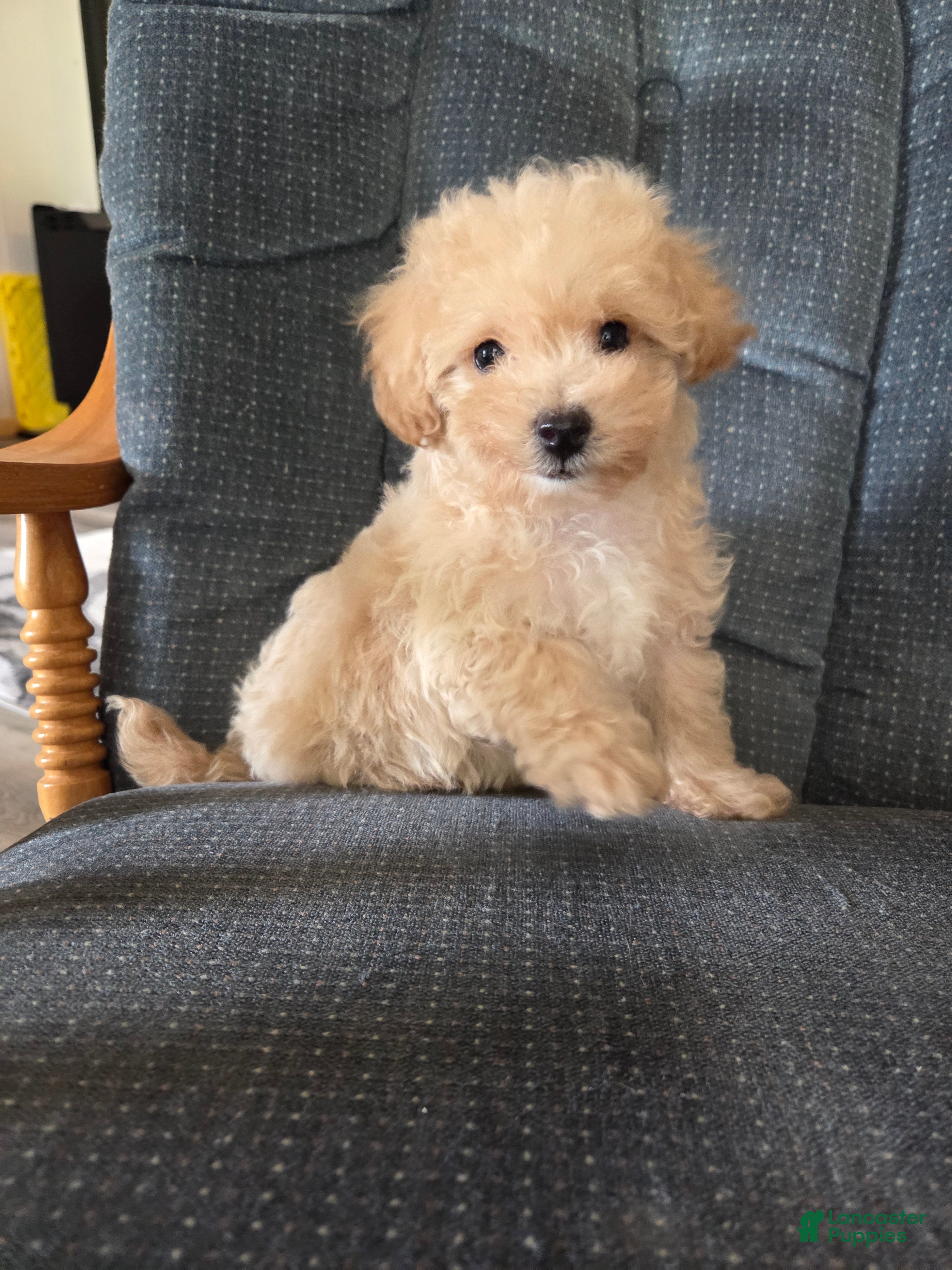 Maltipoo dogs Copper - Ad 1