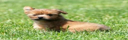 Yorkiepoo dogs for sale: Ranae - Ad 7