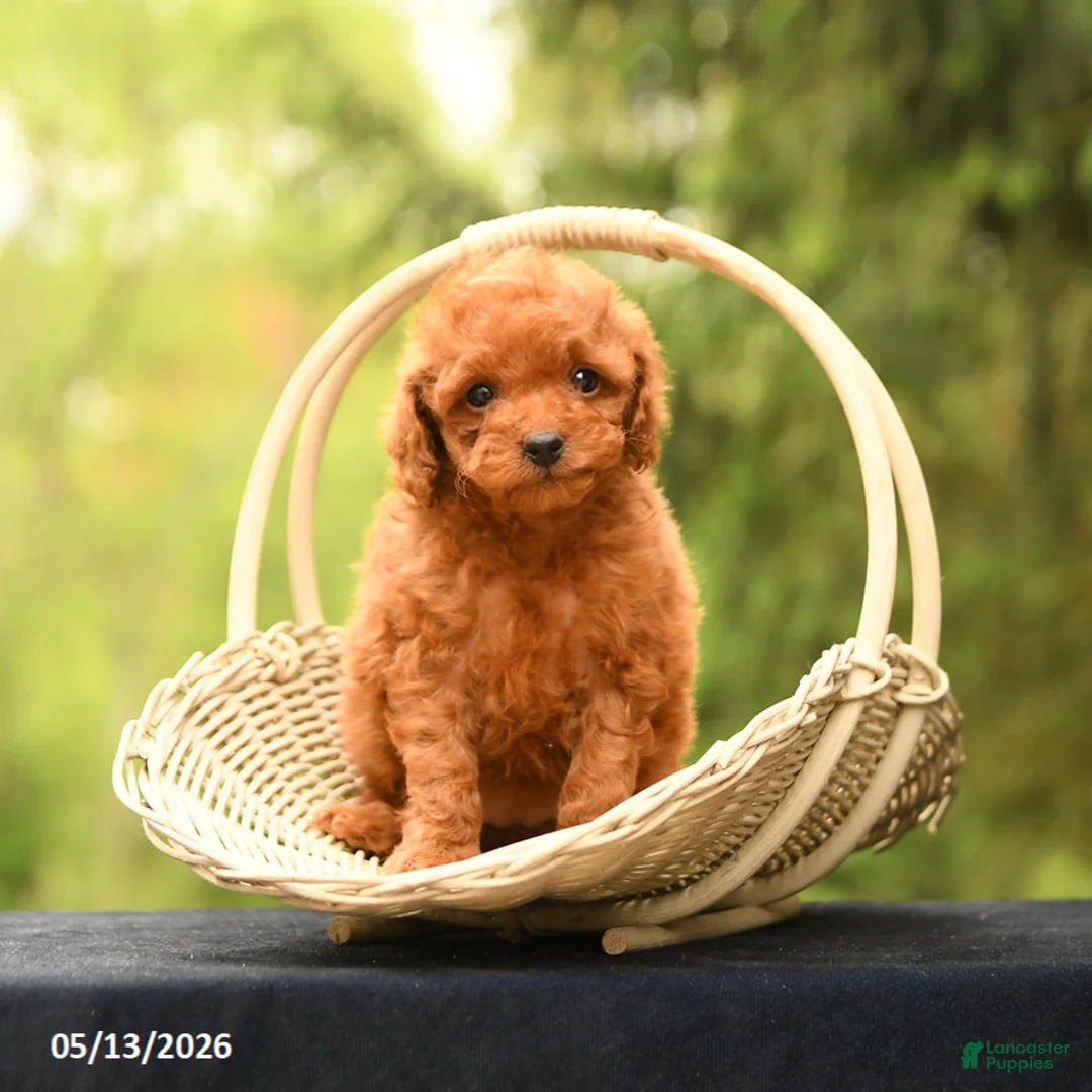 Toy Poodle dogs for sale: Tiny Amber - Ad 2