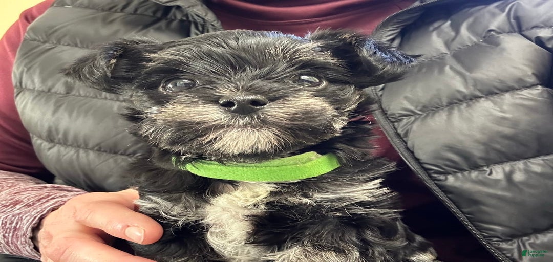 Gallery Image {{count}}