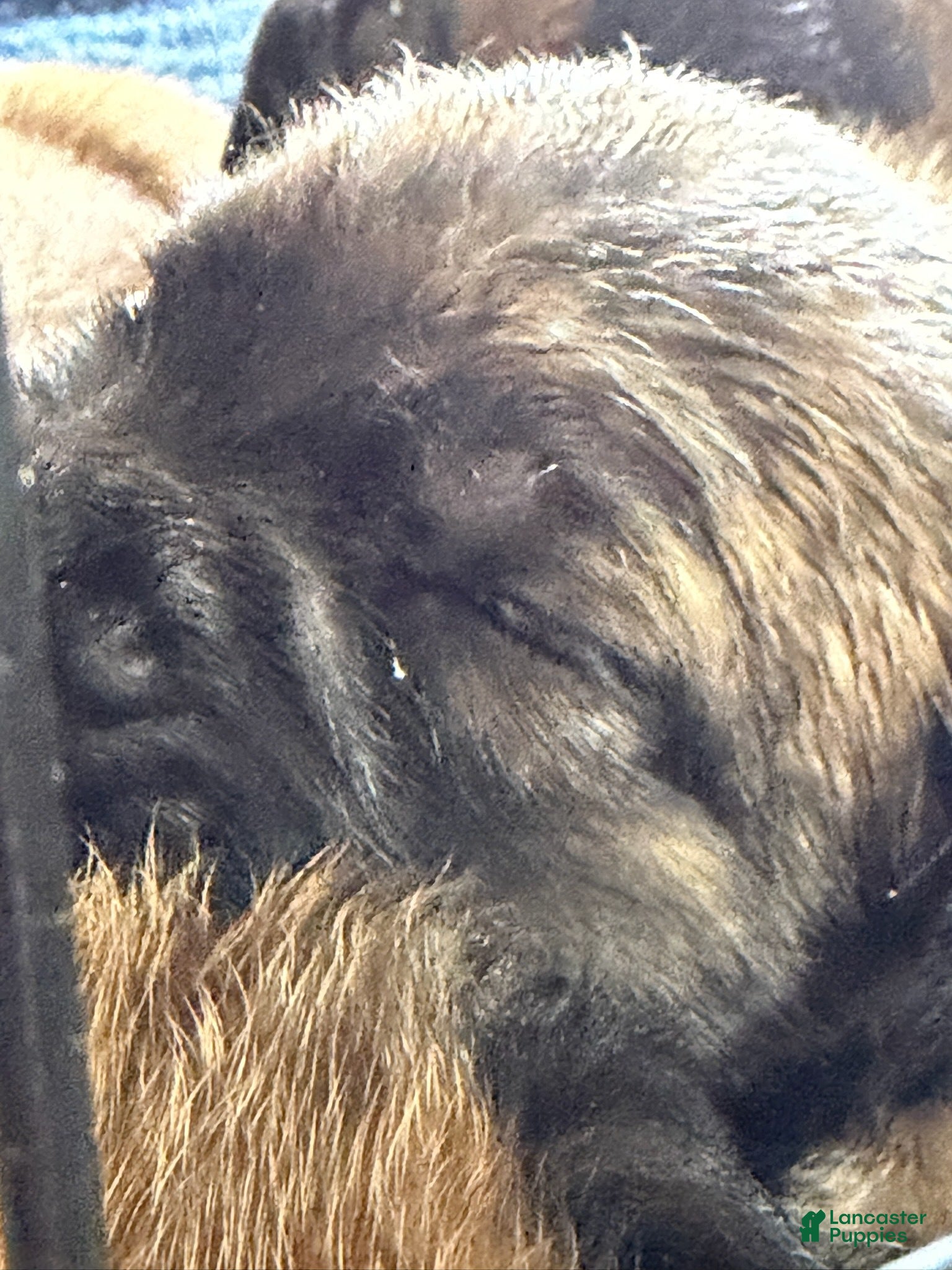 Cane Corso dogs Black Collar - Ad 7