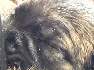 Cane Corso dogs Black Collar - Ad 7