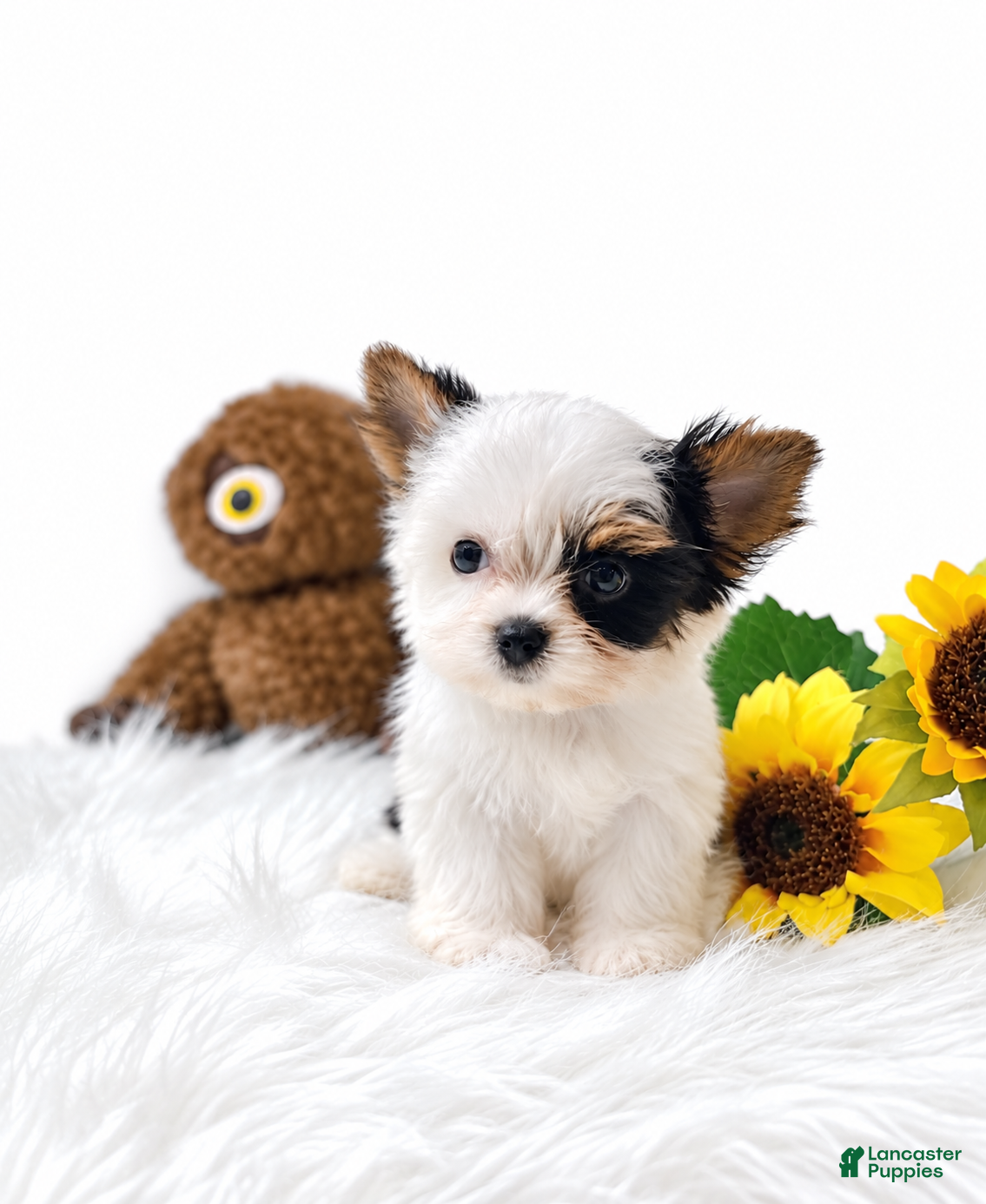 Biewer Terrier dogs Biewer Terrier 1 - Ad 2