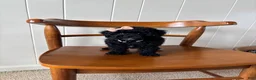 Toy Poodle dogs for sale: Pearl - Ad 7