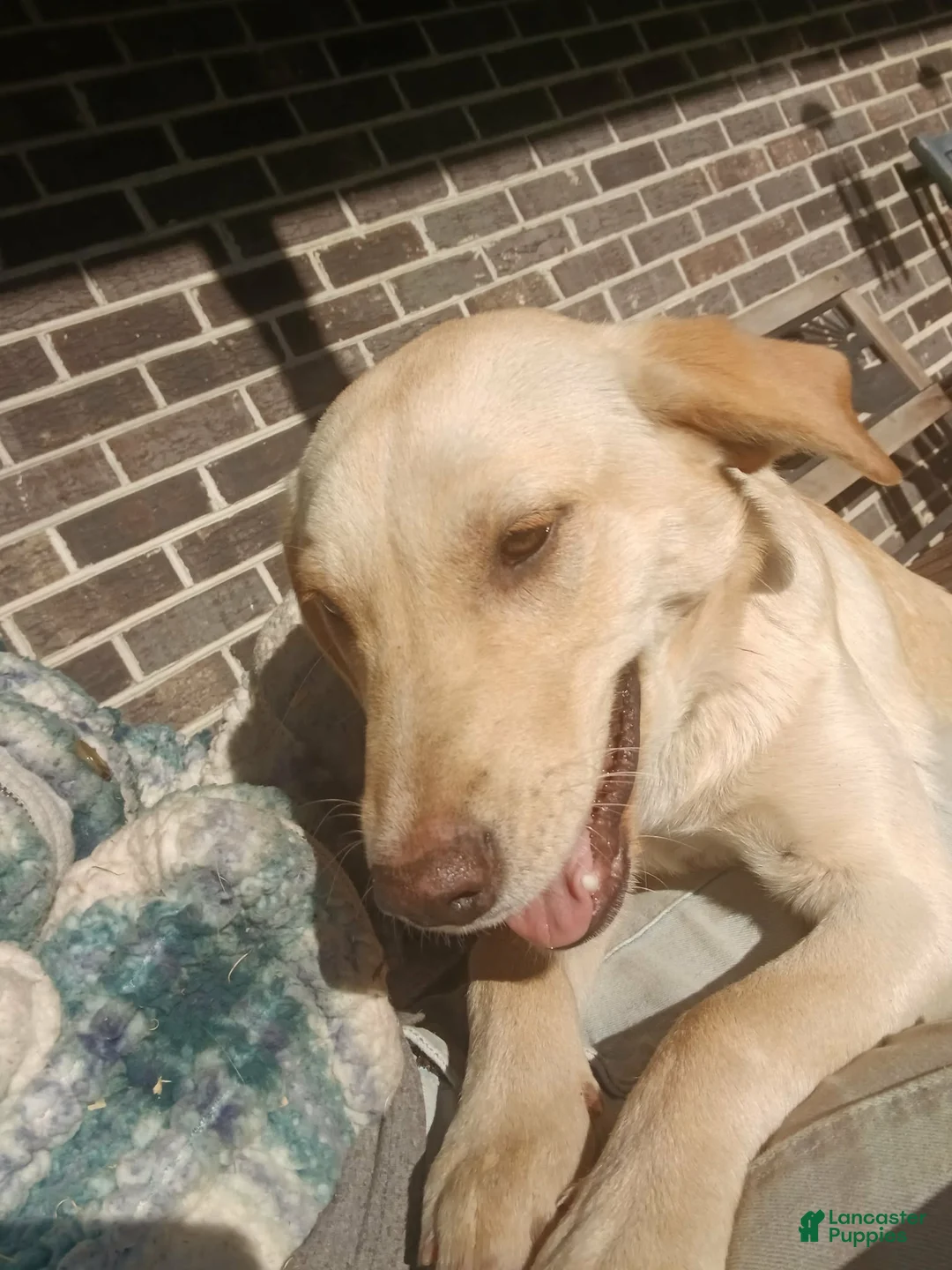 Mixed Breed dogs for sale: Mixed Breed Puppy 6 - Ad 3