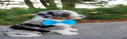 Bernedoodle dogs for sale: Damian - Ad 3