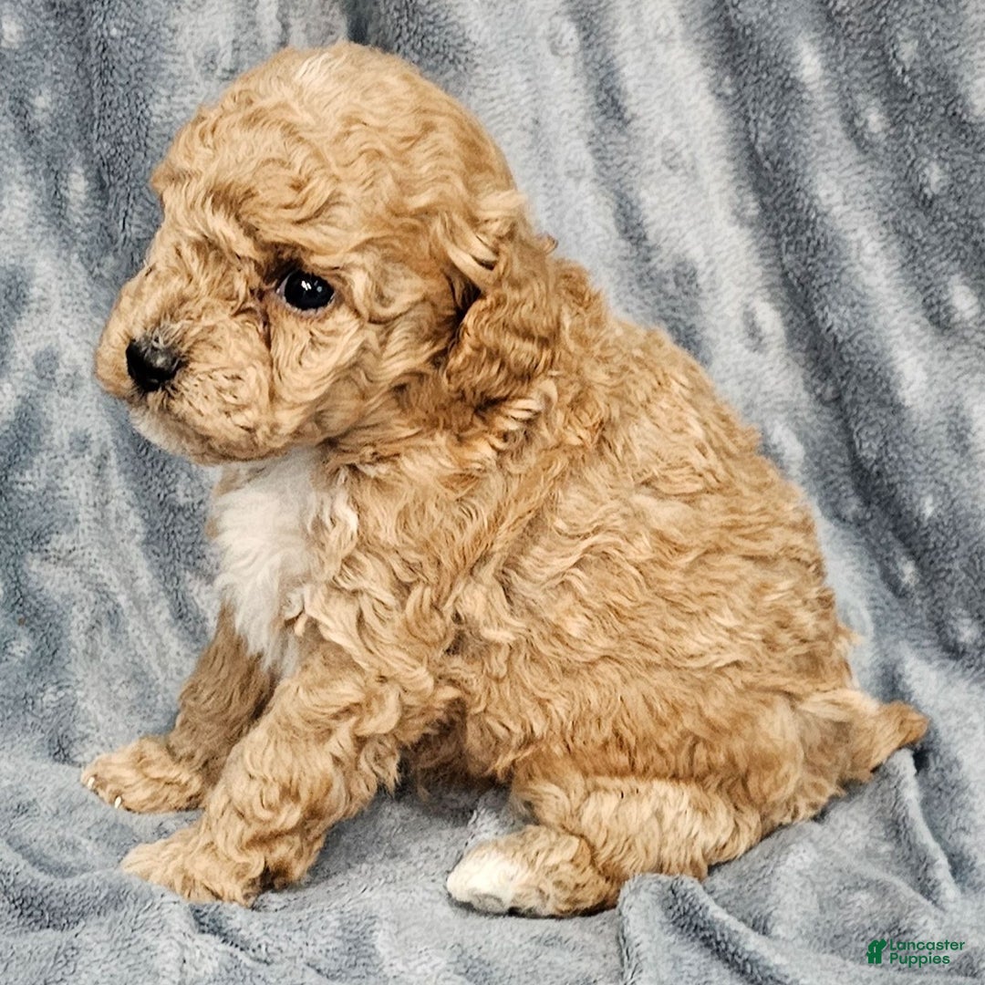 Standard Poodle dogs for sale: Carson - Ad 2