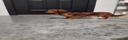 Dachshund dogs for sale: Tatum  - Ad 11