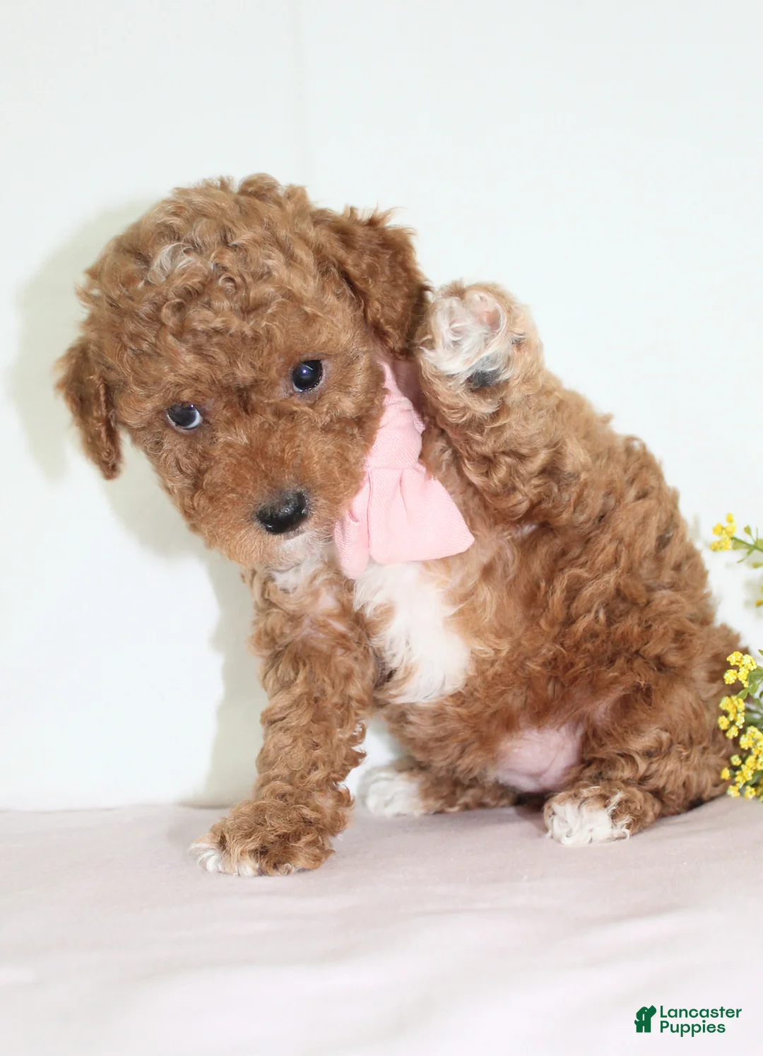 Toy Poodle dogs for sale: Tiny Maggie, Full AKC - Ad 2