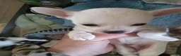 Chihuahua dogs for sale: Chanel  - Ad 8