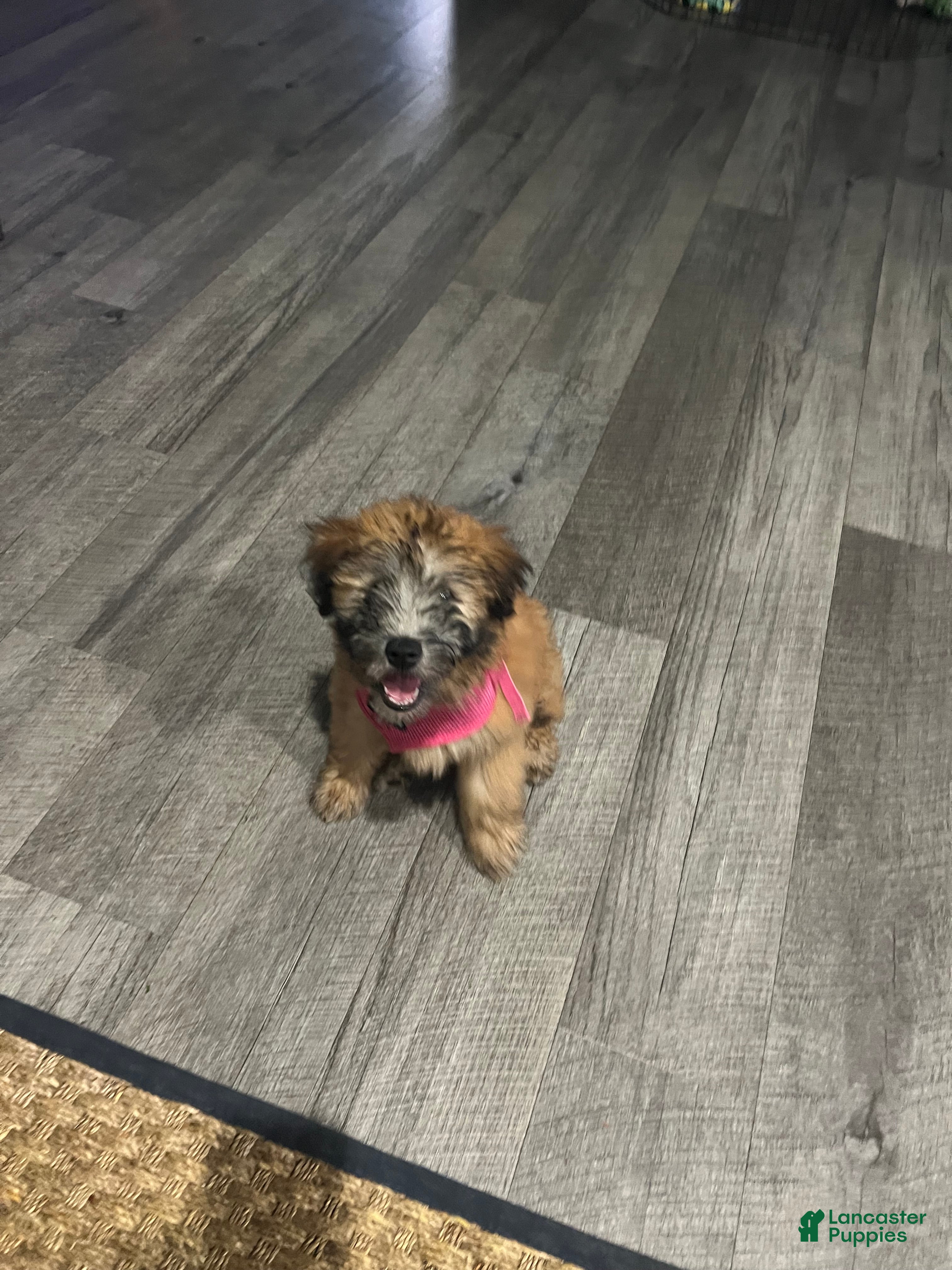 Soft Coated Wheaten Terrier dogs Soft Coated Wheaten Terrier 5 - Ad 6