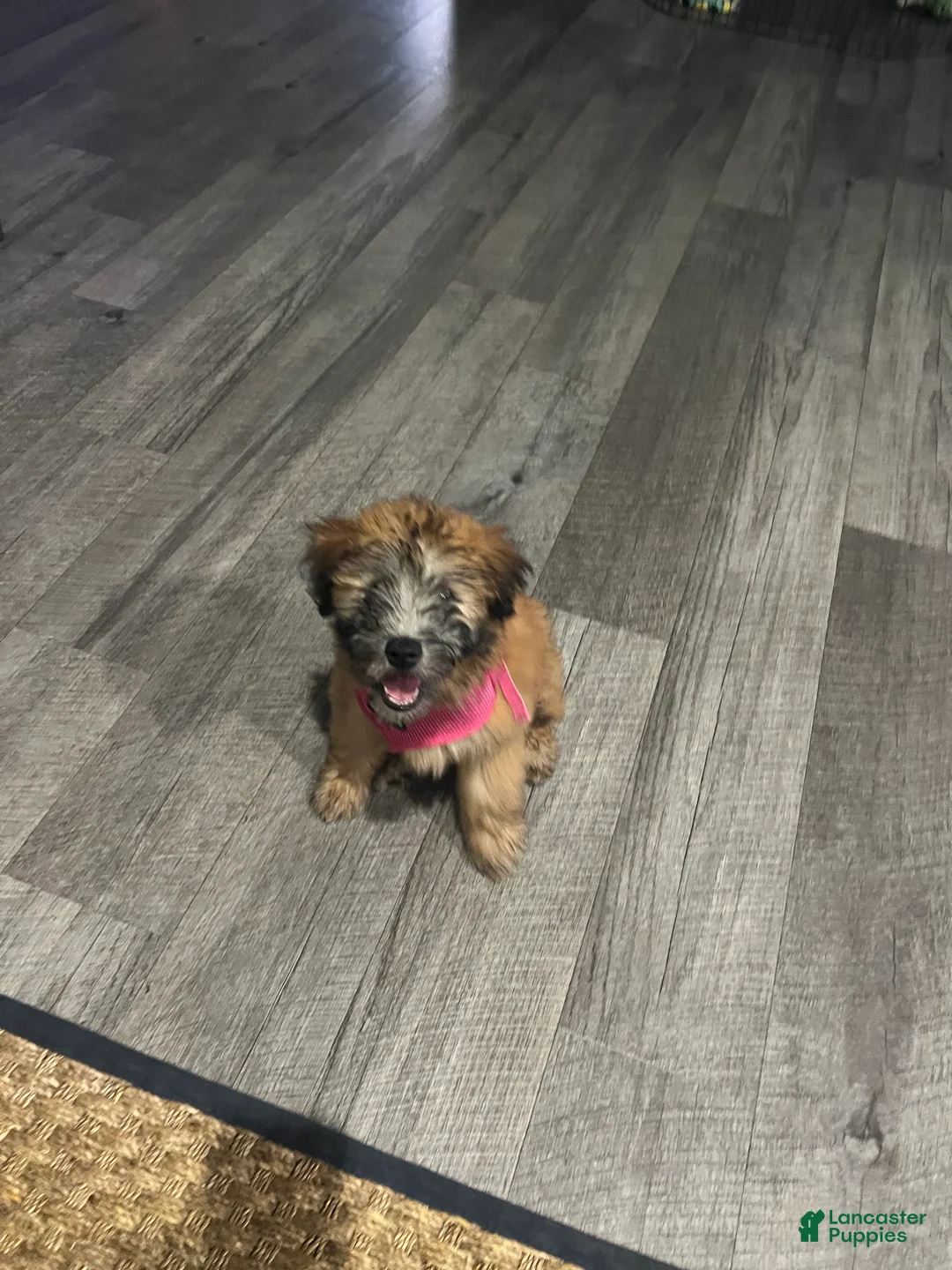 Soft Coated Wheaten Terrier dogs for sale: Soft Coated Wheaten Terrier 5 - Ad 1