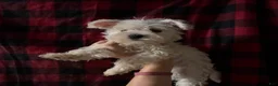 Mixed Breed dogs for sale: Mixed Breed 3 - Ad 2