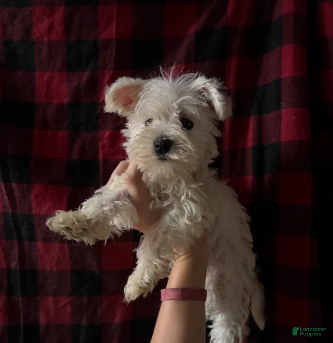 Mixed Breed dogs for sale: Mixed Breed 3 - Ad 2