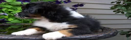 Miniature Australian Shepherd dogs for sale: Mira - Ad 4