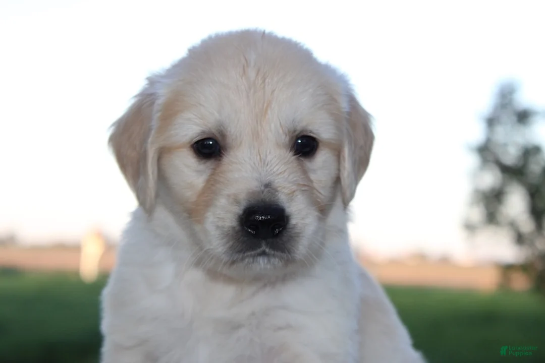 Golden Retriever dogs for sale: Theo Golden Retriever Puppy  - Ad 2