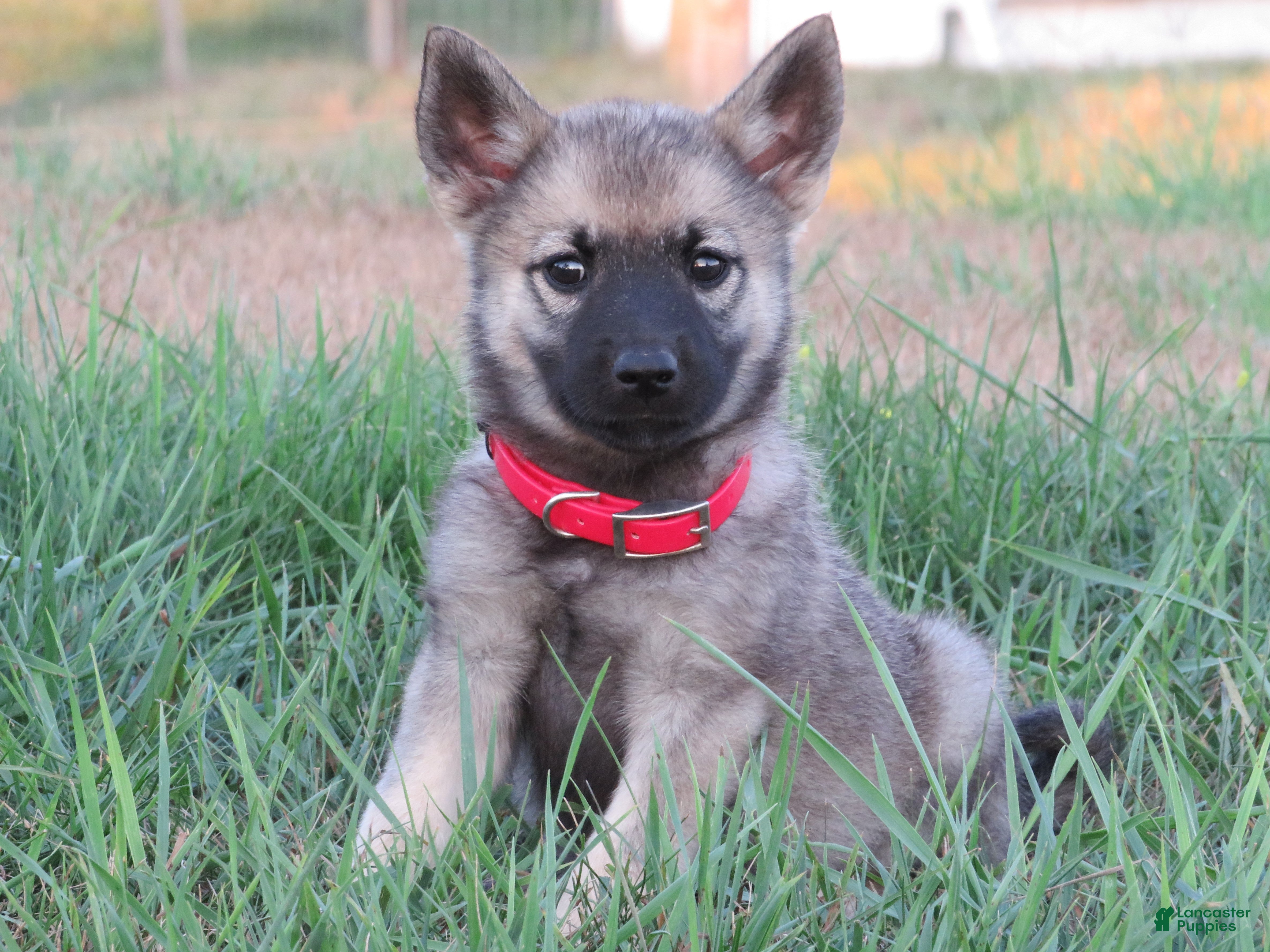 Norwegian Elkhound dogs Orchid - Ad 11