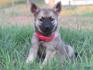 Norwegian Elkhound dogs Orchid - Ad 11