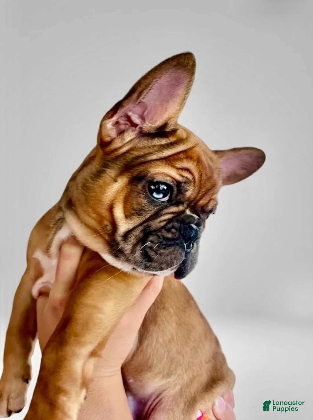 French Bulldog dogs for sale: Bruno (Red Fawn Merle) - Ad 2