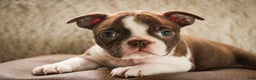 Boston Terrier dogs for sale: Kade - Ad 5