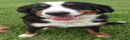Bernese Mountain Dog dogs for sale: Paris  - Ad 8
