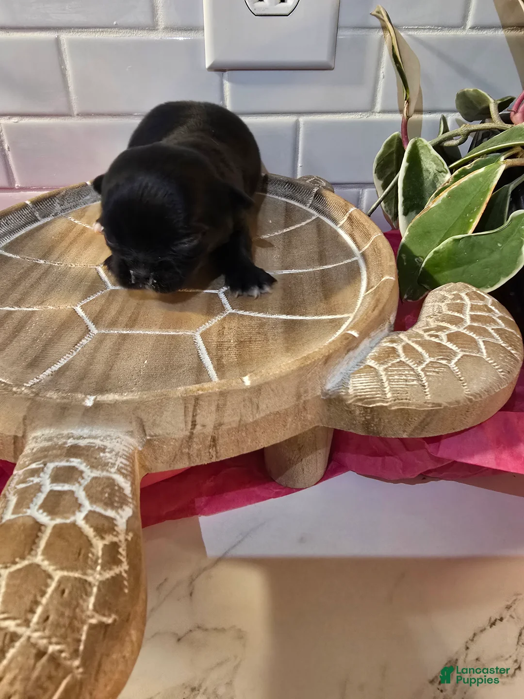 Chihuahua dogs for sale: lady - Ad 9