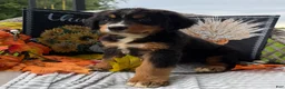 Bernese Mountain Dog dogs for sale: Chucky - Ad 5