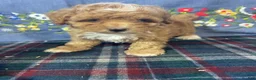 Toy Poodle dogs for sale: Bubbles - Ad 1