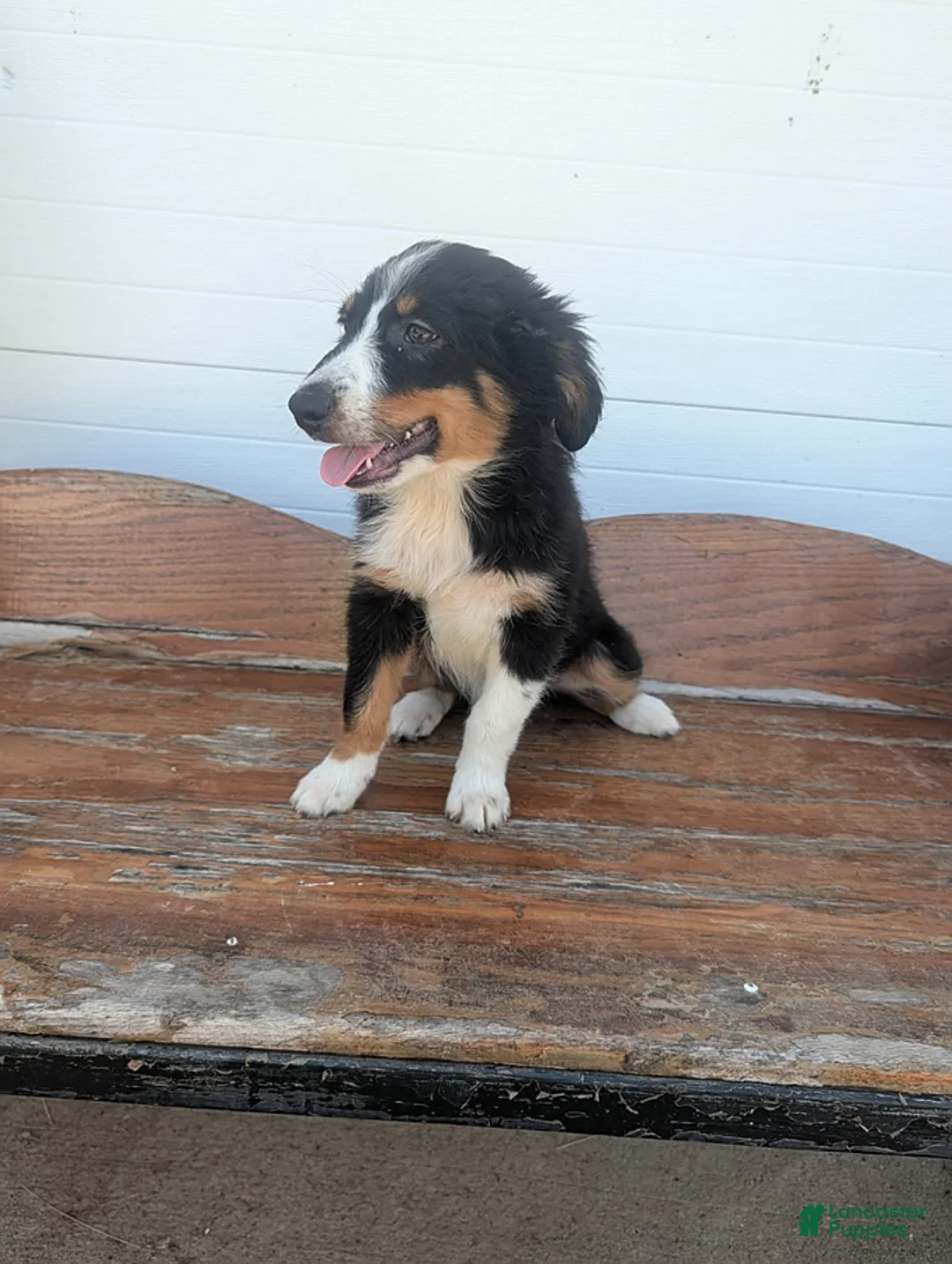 Australian Shepherd dogs for sale: Ralph - Ad 1