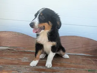 Australian Shepherd dogs Ralph - Ad 35