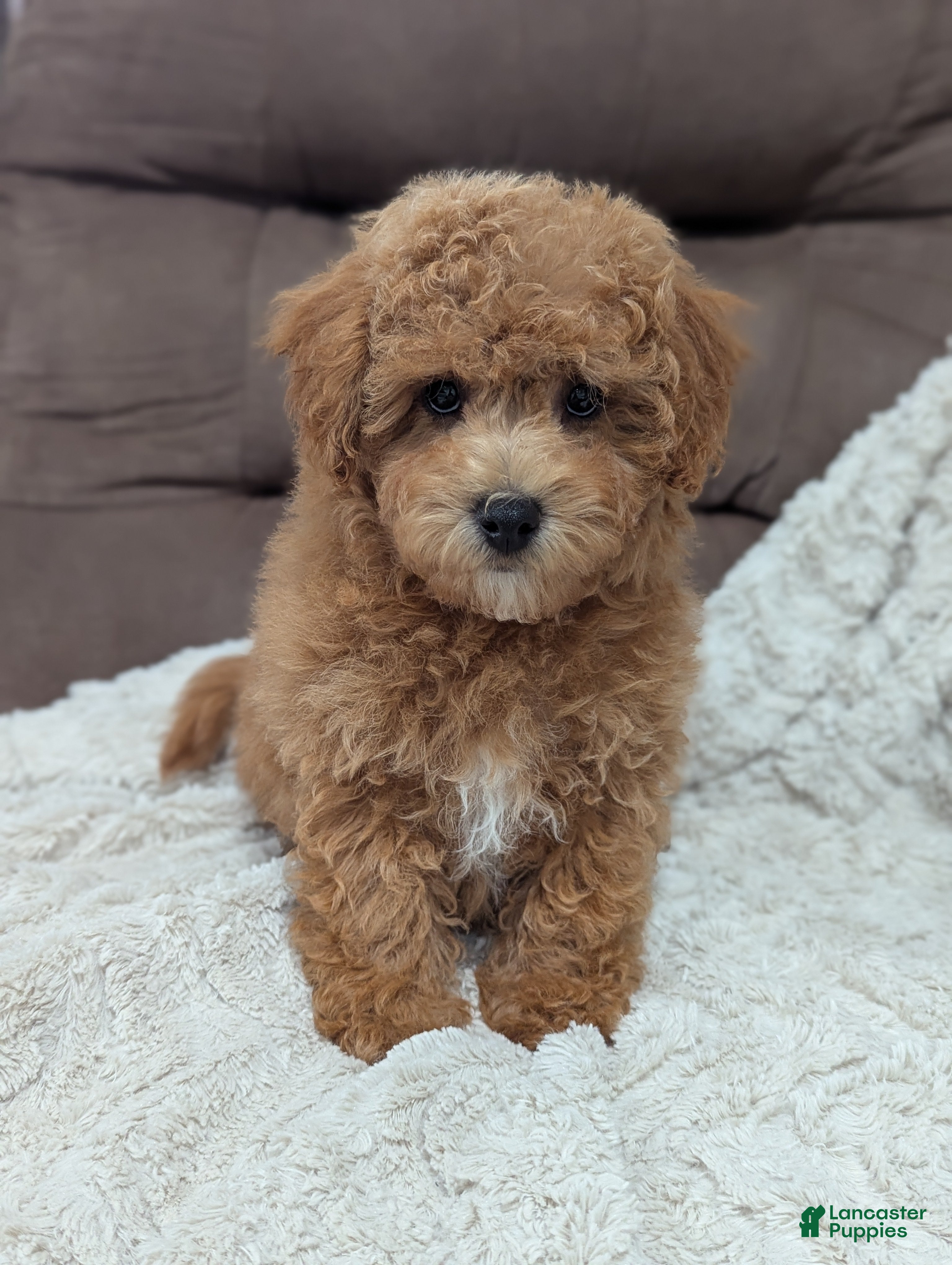 Bichpoo dogs for sale: Archie  - Ad 1