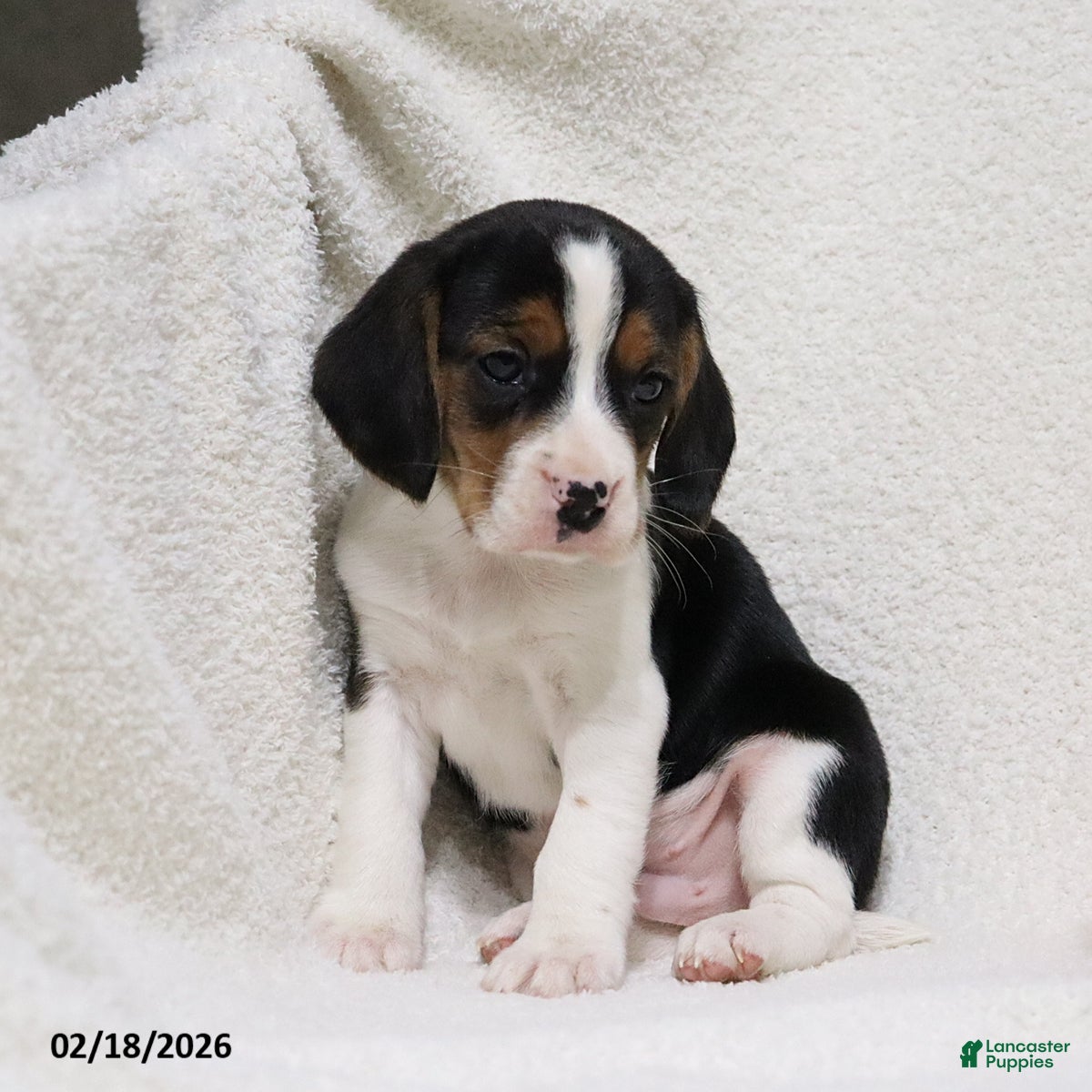 Beagle dogs Ned - Ad 2