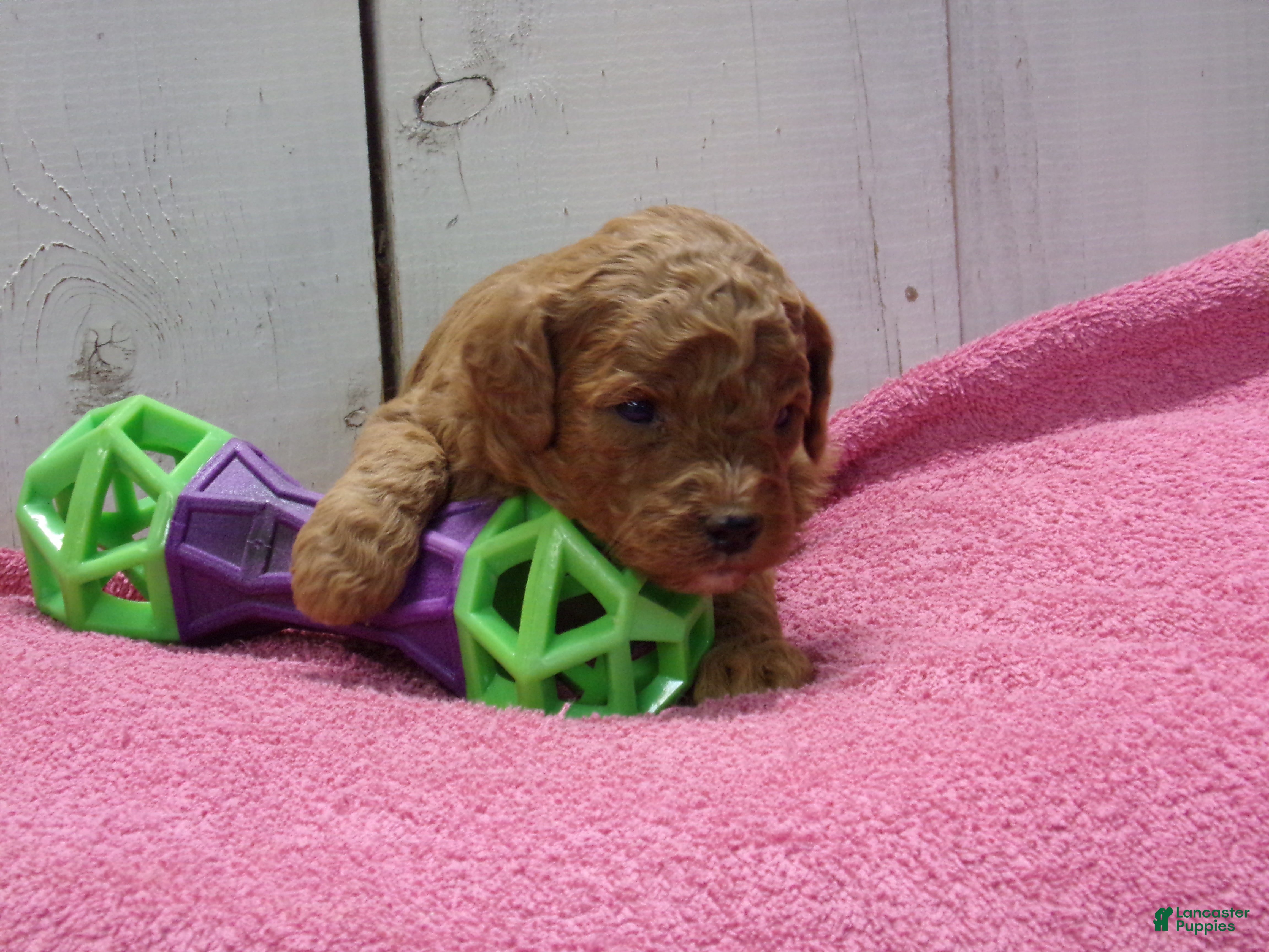 Standard Poodle dogs Elsa - Ad 15